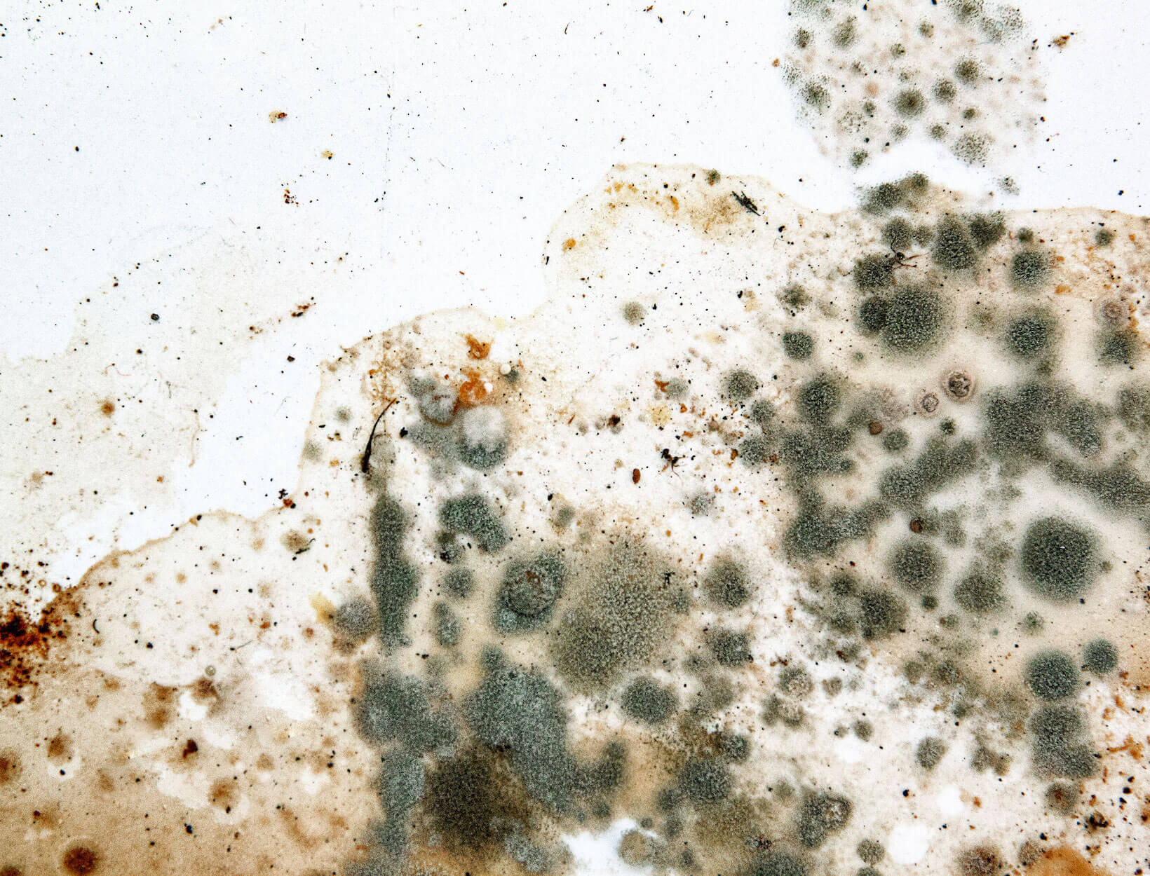 Mold Cleanup in Grosse Ile, Michigan (1245)