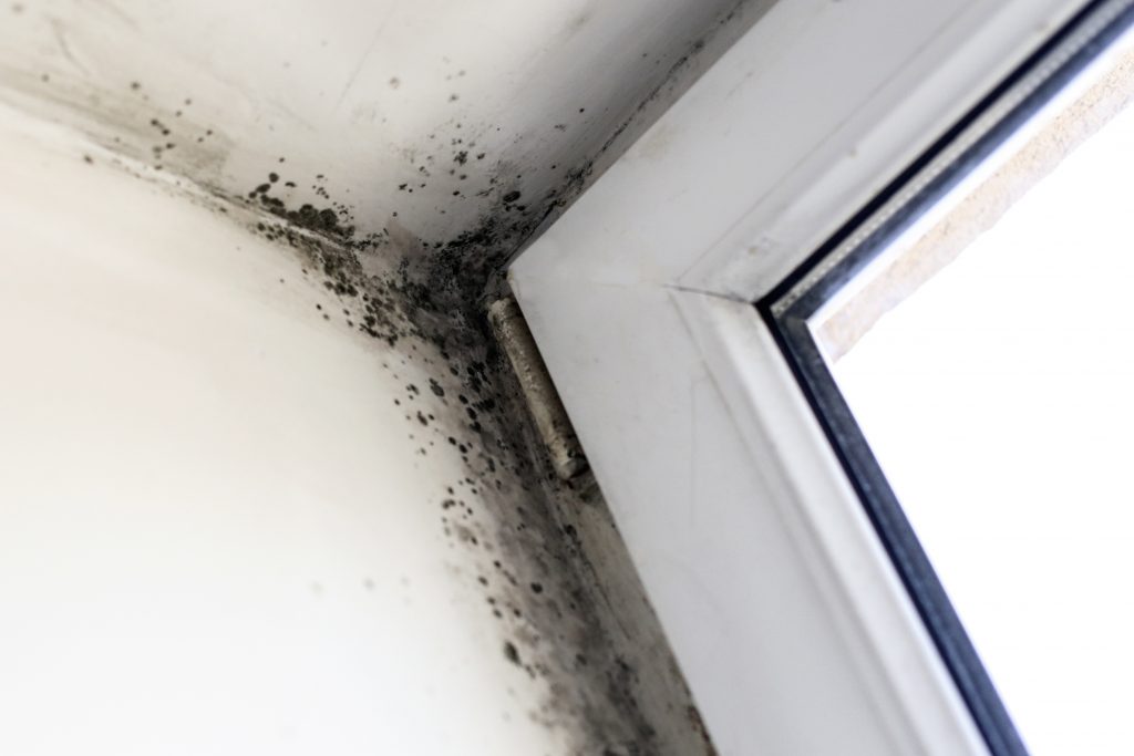 Mold Removal in Taylor, Michigan (2915)