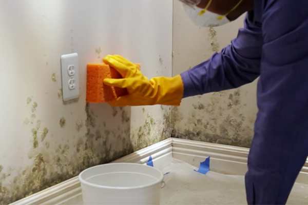 Mold Removal in Grosse Ile, Michigan (7182)