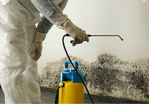 Mold Removal in Westland, Michigan (9713)