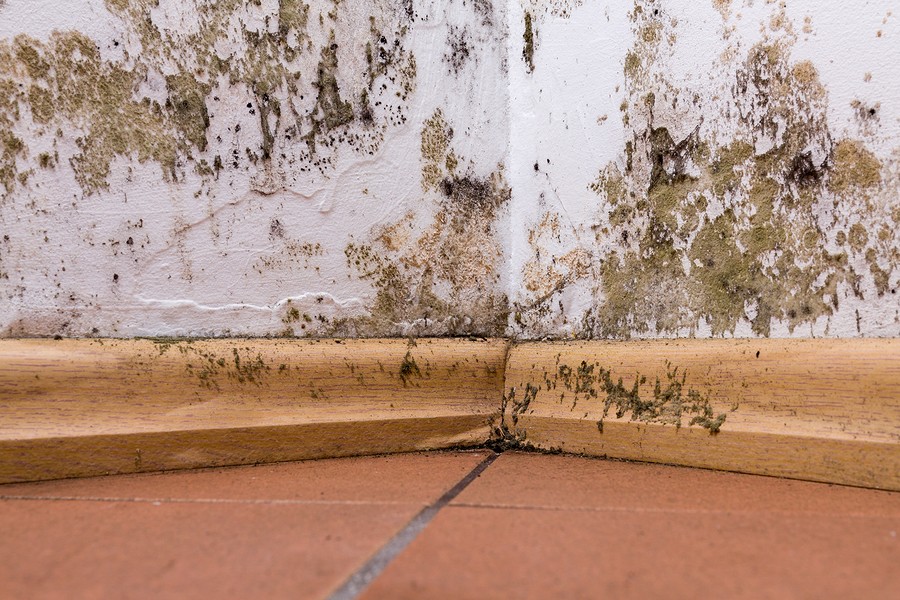 Mold Cleanup in Grosse Ile, Michigan (5771)