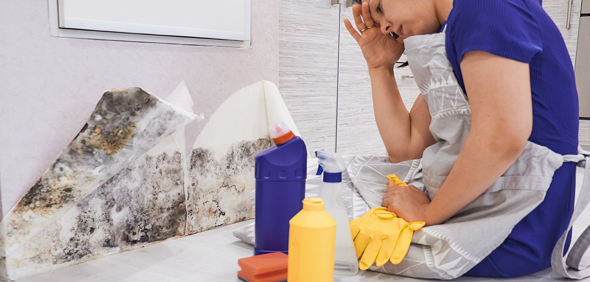 Mold Removal in Taylor, Michigan (9370)